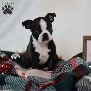 Derby, Boston Terrier Puppy